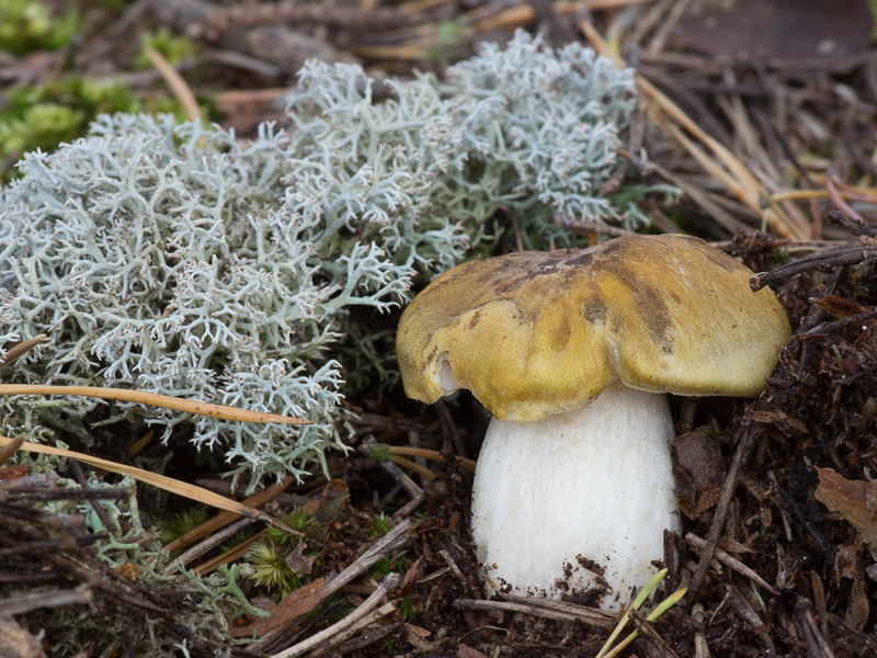 Tricholoma arvernense